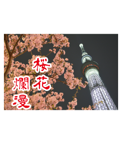 東京都スカイツリー。夜のスカイツリーと桜がとてもきれいでおしゃれなデザインです。